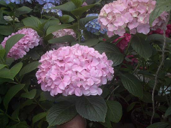 macrophylla